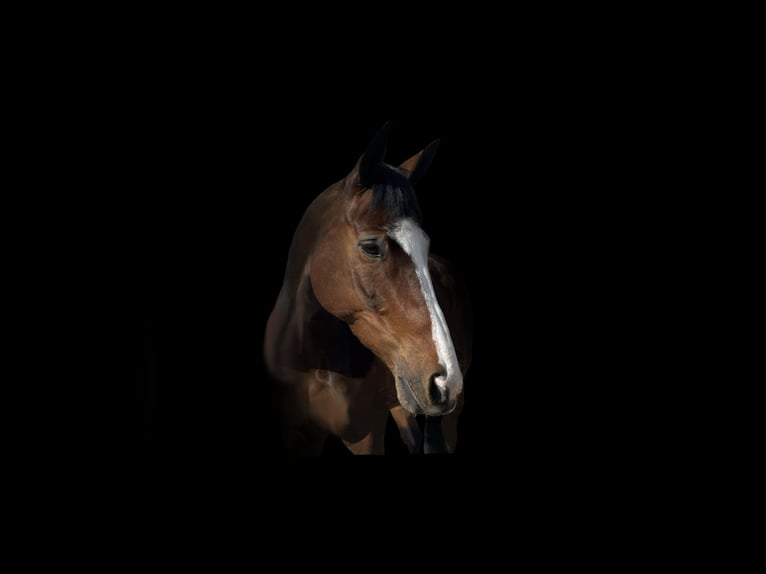 French Trotter Gelding 10 years 16,2 hh Bay-Dark in Lütter am Barenberge