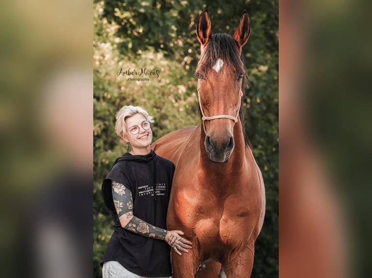 French Trotter Gelding 10 years 17 hh Brown in Oostkamp