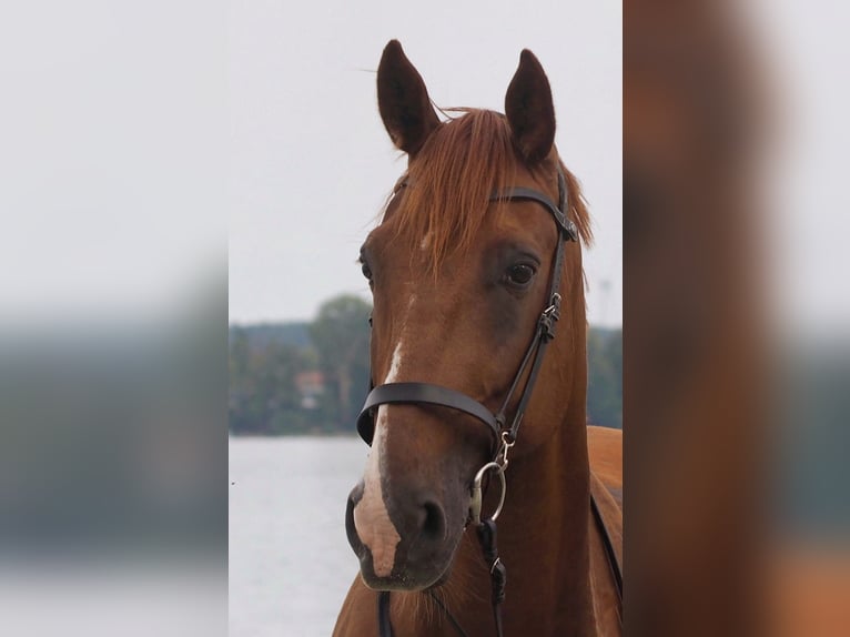 French Trotter Gelding 10 years 17 hh Chestnut-Red in Wustrow