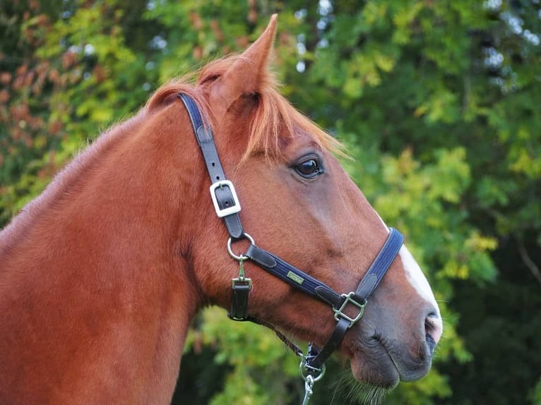 French Trotter Gelding 10 years 17 hh Chestnut-Red in Wustrow