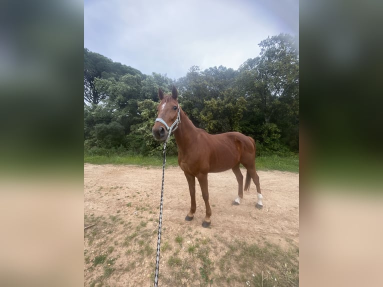 French Trotter Gelding 11 years 15,1 hh Chestnut-Red in Saint-Gilles French Trotter Gelding 11 years 15,1 hh Chestnut-Red in Saint-Gilles