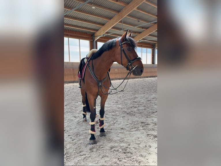 French Trotter Gelding 11 years 16,2 hh Brown in Bockenem