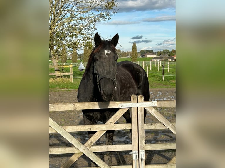 French Trotter Mix Gelding 11 years 16,2 hh Smoky-Black in Aalbeke