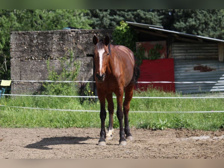 French Trotter Gelding 11 years 17.1 hh Brown in Cruas