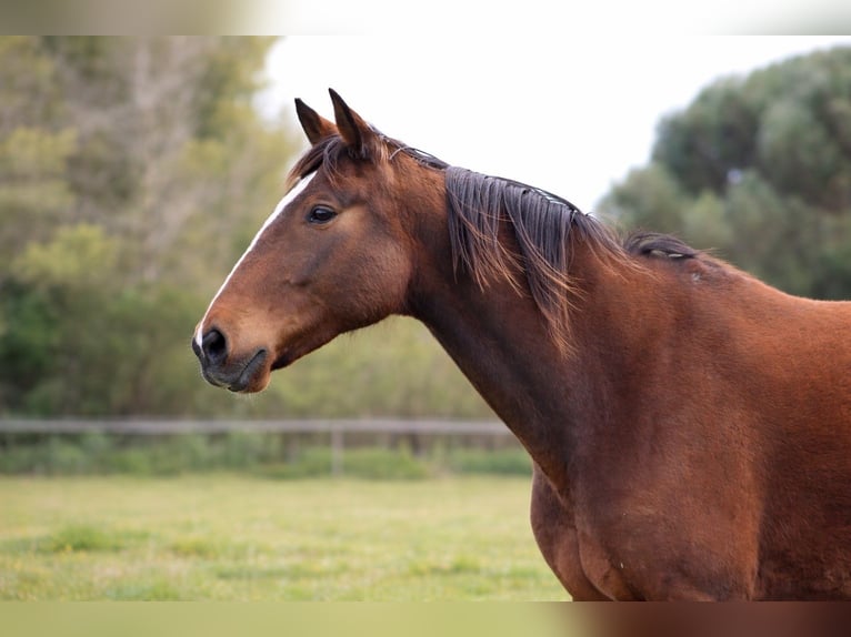 French Trotter Gelding 11 years 17.1 hh Brown in Cruas