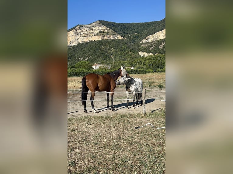 French Trotter Gelding 11 years 17.1 hh Brown in Cruas