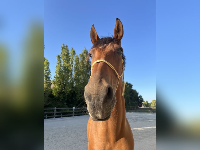 French Trotter Gelding 11 years 17 hh Brown in Oostkamp