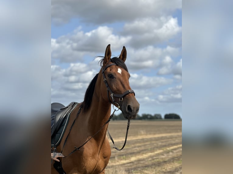 French Trotter Gelding 11 years 17 hh Brown in Oostkamp
