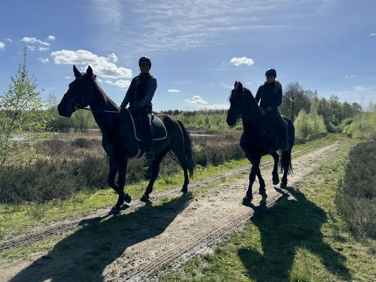 French Trotter Gelding 11 years in Nijeholtpade