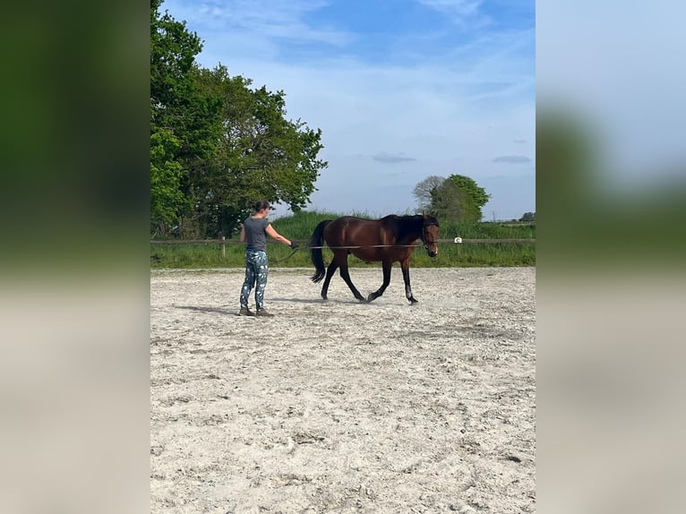 French Trotter Gelding 12 years 15,1 hh Bay-Dark in Brest