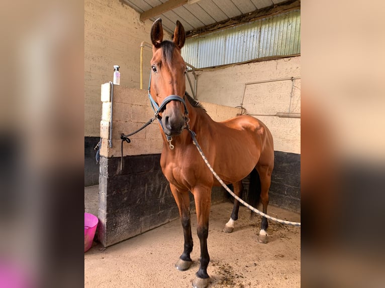 French Trotter Gelding 12 years 15,2 hh Brown in LA GACILLY