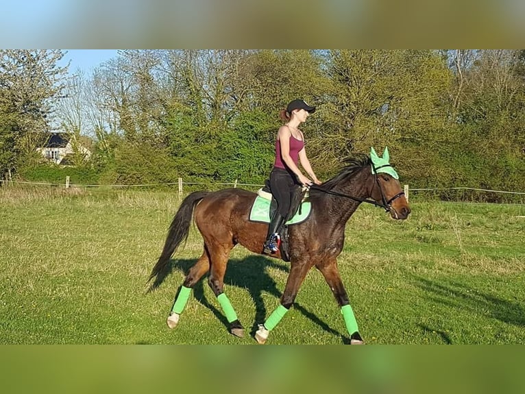 French Trotter Gelding 12 years 16,1 hh Brown in Le Plessis-Pâté