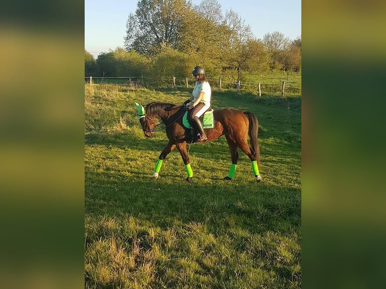 French Trotter Gelding 12 years 16,1 hh Brown in Le Plessis-Pâté