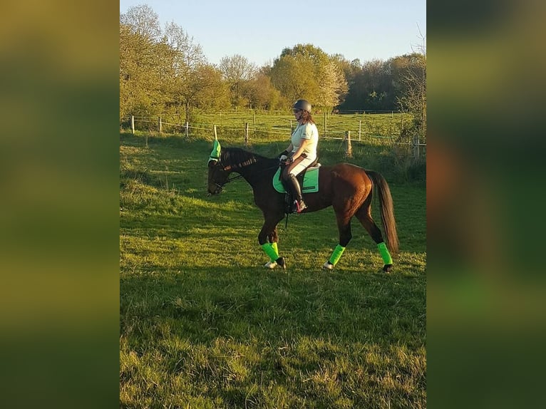 French Trotter Gelding 12 years 16,1 hh Brown in Le Plessis-Pâté