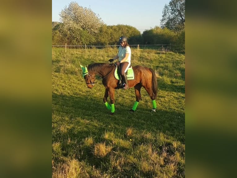 French Trotter Gelding 12 years 16,1 hh Brown in Le Plessis-Pâté