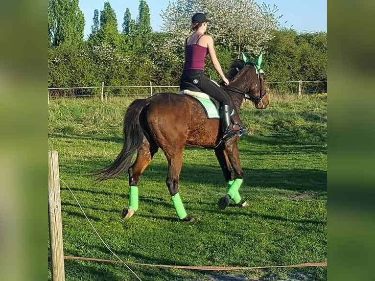 French Trotter Gelding 12 years 16,1 hh Brown in Le Plessis-Pâté