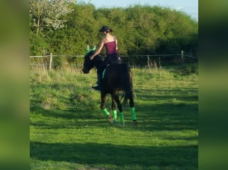 French Trotter Gelding 12 years 16,1 hh Brown in Le Plessis-Pâté