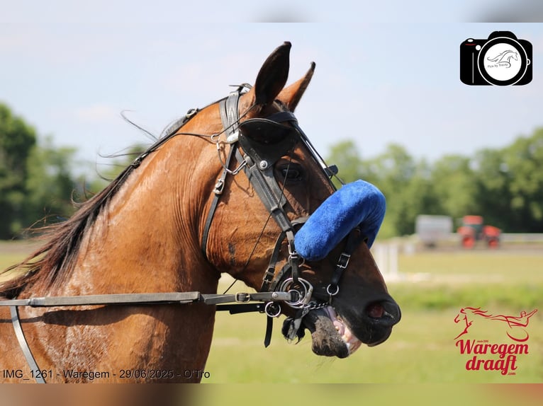 French Trotter Gelding 12 years 16.2 hh Brown in Maarkedal