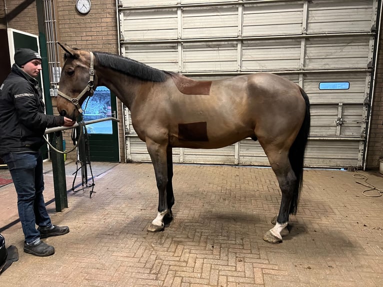 French Trotter Gelding 12 years 16 hh Brown in Heythuysen