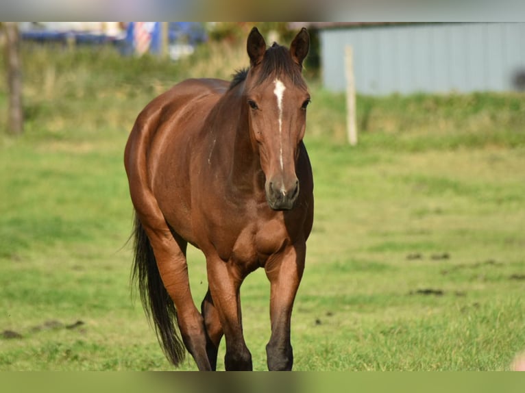 French Trotter Gelding 12 years 16,2 hh Brown in Maarkedal