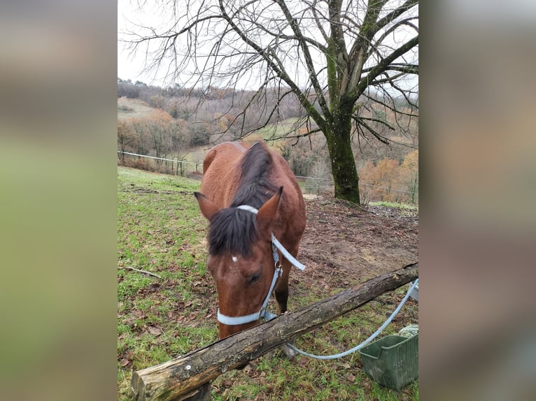 French Trotter Gelding 13 years 15,2 hh Brown in Sarlat-la-Canéda