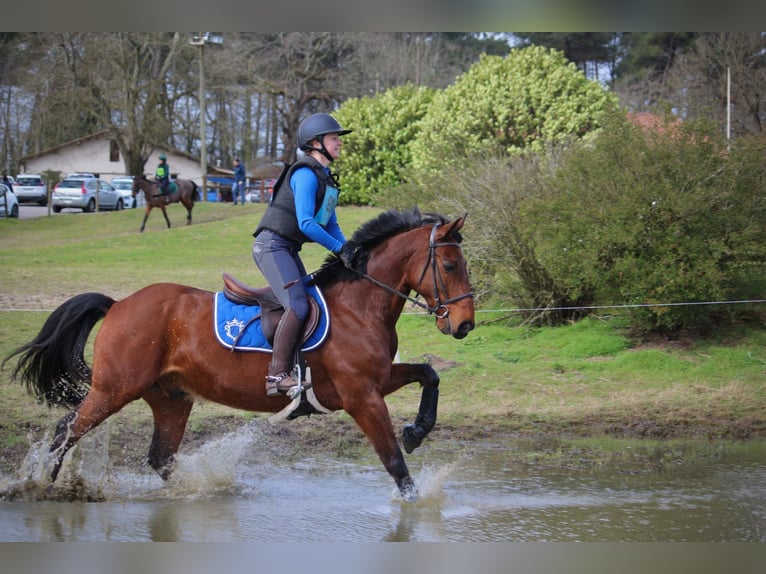 French Trotter Gelding 13 years 15,3 hh Brown in Saint-Paul-lès-Dax