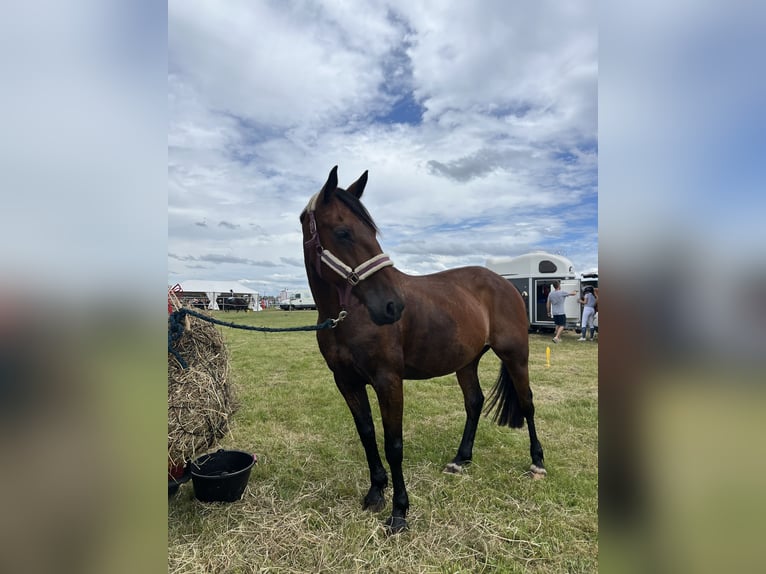 French Trotter Gelding 13 years 15,3 hh Brown in Saint-Paul-lès-Dax