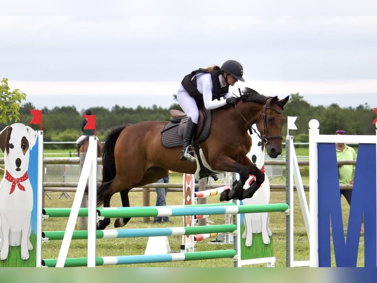 French Trotter Gelding 13 years 15,3 hh Brown in Saint-Paul-lès-Dax