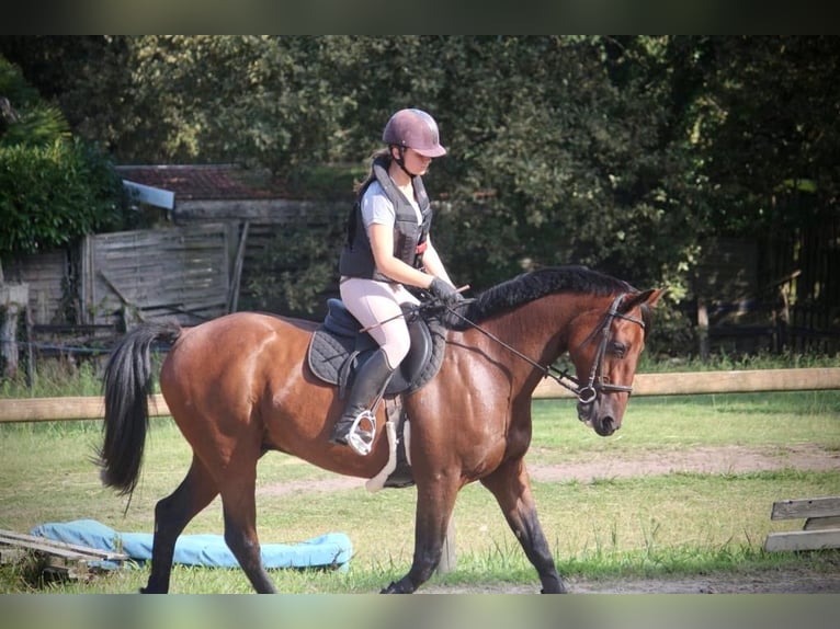 French Trotter Gelding 13 years 15,3 hh Brown in Saint-Paul-lès-Dax