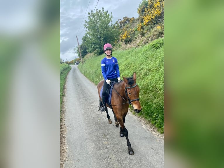 French Trotter Gelding 13 years 15 hh Bay in WEXFORD