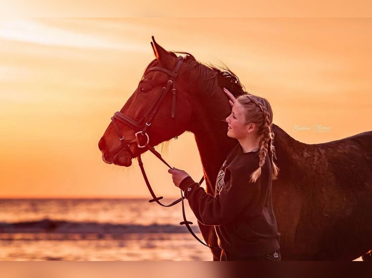 French Trotter Gelding 13 years 15,2 hh  in Egmond aan Zee