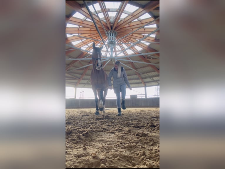 French Trotter Gelding 13 years 16.1 hh Brown in Gladbeck