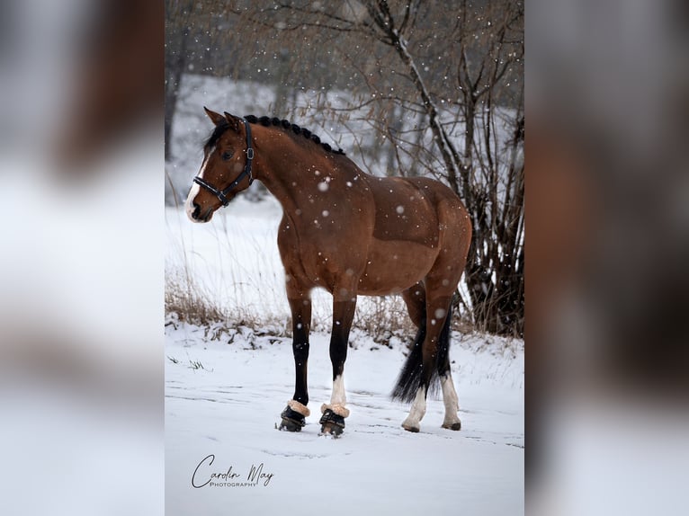 French Trotter Gelding 13 years 16.1 hh Brown in Gladbeck