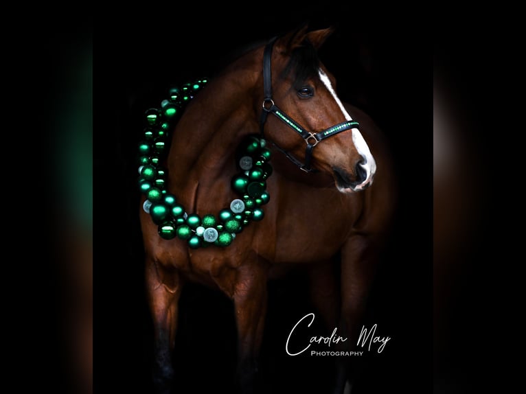 French Trotter Gelding 13 years 16.1 hh Brown in Gladbeck