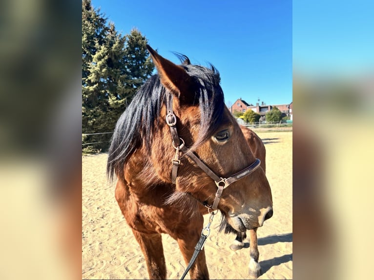 French Trotter Gelding 13 years 16.2 hh Brown in Geilenkirchen