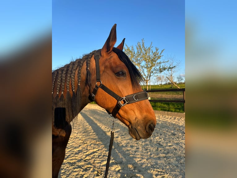 French Trotter Gelding 13 years 16.2 hh Brown in Hörhausen