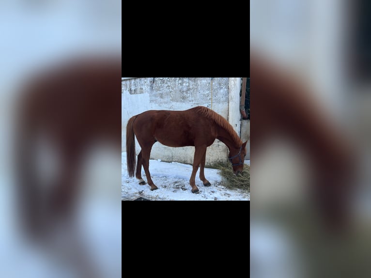 French Trotter Gelding 13 years 16,1 hh Chestnut-Red in VelburgVelburg