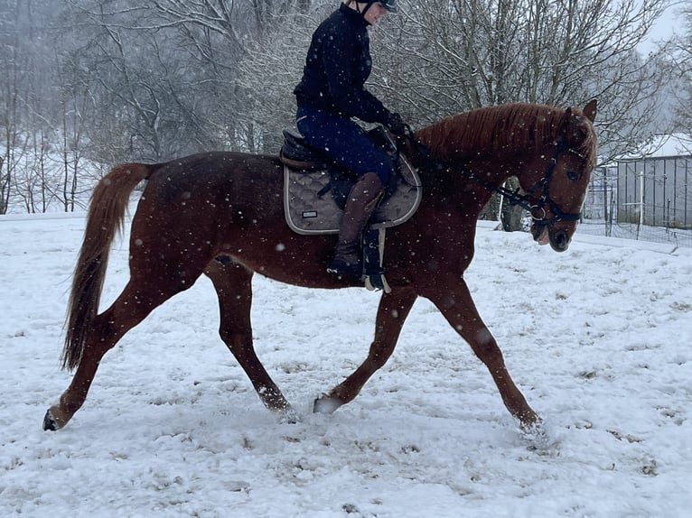 French Trotter Gelding 13 years 16,1 hh Chestnut-Red in VelburgVelburg