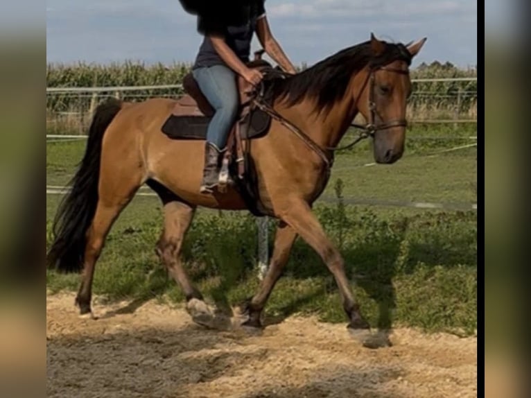 French Trotter Gelding 13 years 16,2 hh Brown in Geilenkirchen