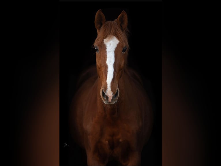 French Trotter Gelding 13 years 16,2 hh Chestnut-Red in Oschersleben
