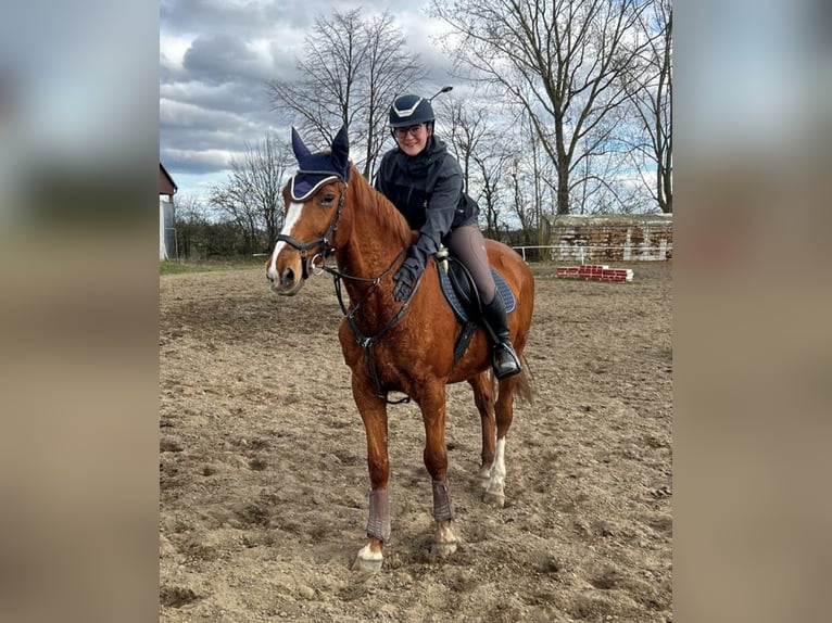 French Trotter Gelding 13 years 16,2 hh Chestnut-Red in Oschersleben