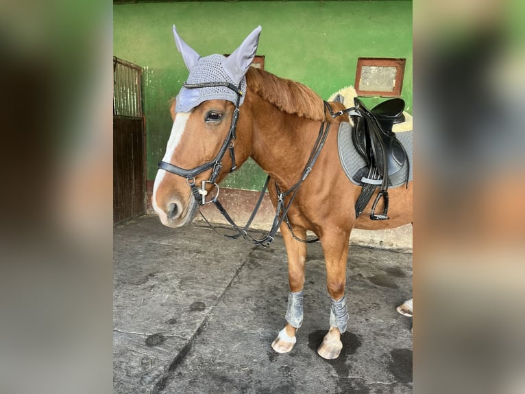 French Trotter Gelding 13 years 16,2 hh Chestnut-Red in Oschersleben