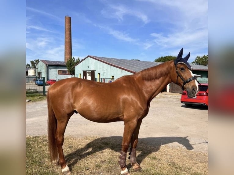 French Trotter Gelding 13 years 16,2 hh Chestnut-Red in Oschersleben
