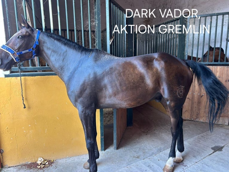 French Trotter Gelding 13 years 17 hh Bay-Dark in Chiclana de la Frontera