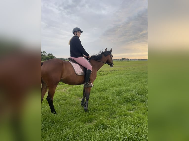 French Trotter Gelding 14 years 16 hh Brown in Ingelum