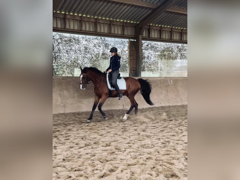 French Trotter Gelding 14 years 16 hh Brown in Ingelum