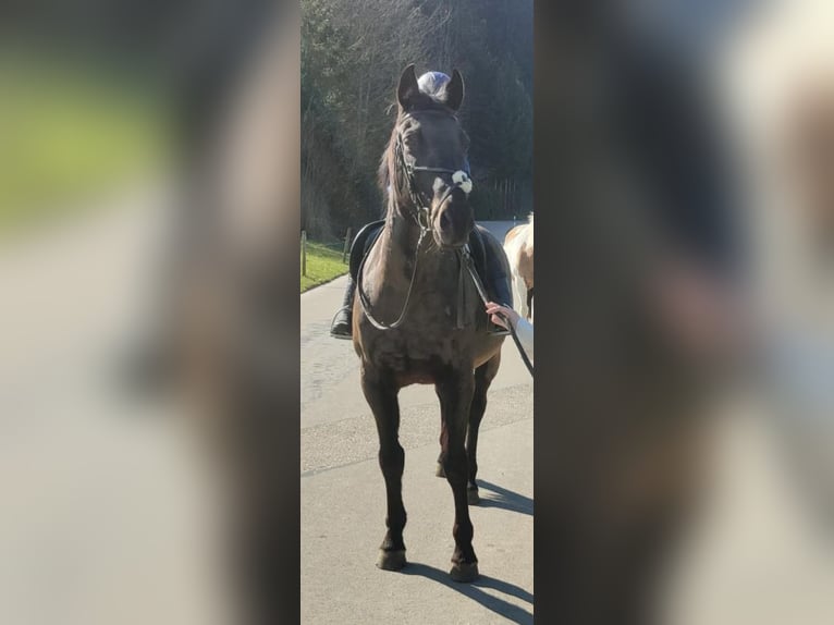 French Trotter Gelding 15 years 15.1 hh Bay-Dark in Uzwil
