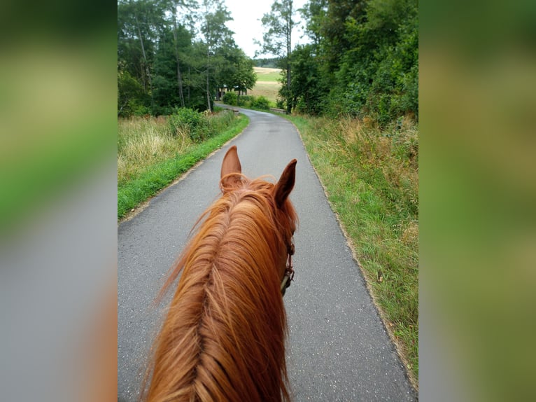 French Trotter Gelding 15 years 15,2 hh Chestnut-Red in Duppach