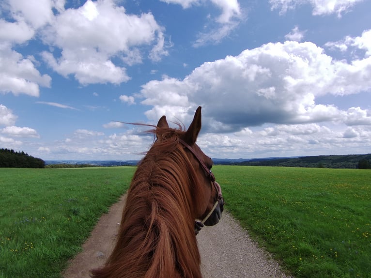 French Trotter Gelding 15 years 15,2 hh Chestnut-Red in Duppach