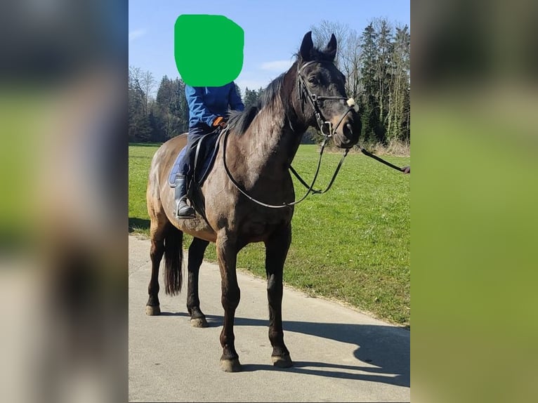 French Trotter Gelding 15 years 15,1 hh Bay-Dark in Uzwil